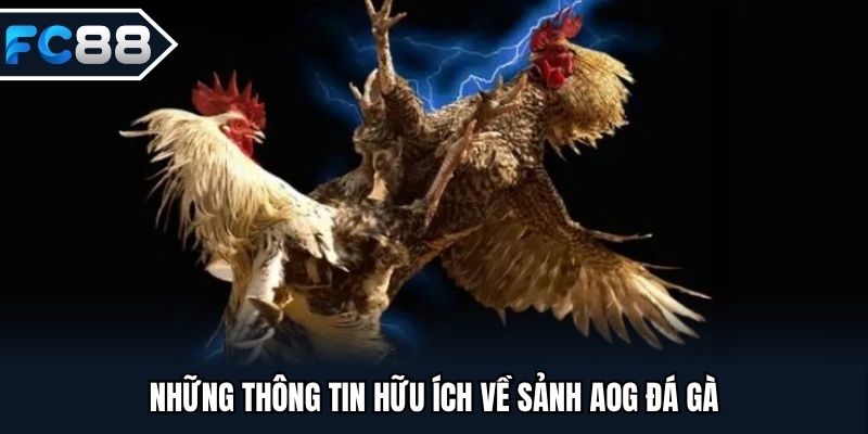 Những thông tin hữu ích về sảnh AOG đá gà