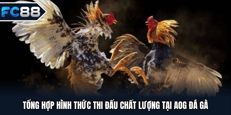 Tổng hợp hình thức thi đấu chất lượng tại AOG đá gà