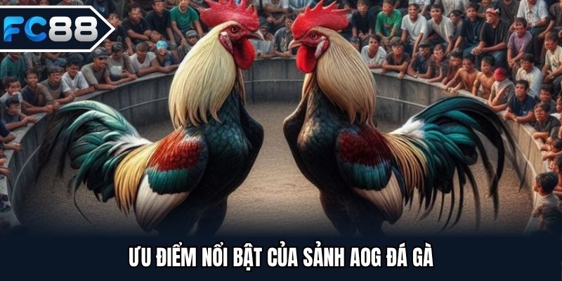 Ưu điểm nổi bật của sảnh AOG đá gà