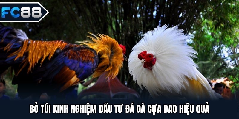 Bỏ túi kinh nghiệm đầu tư đá gà cựa dao hiệu quả