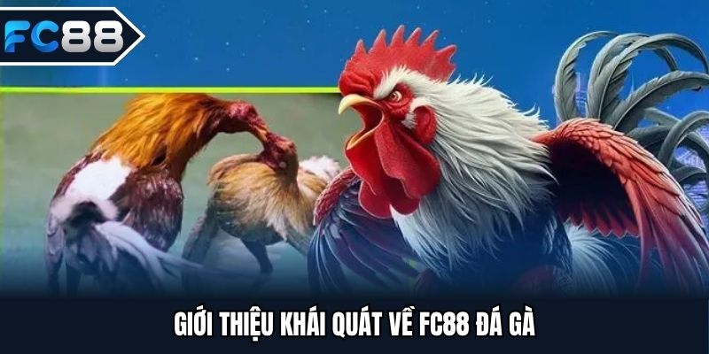 Giới thiệu khái quát về FC88 đá gà